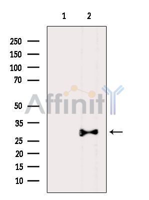 Валидация Affinity DF4144 - 15454