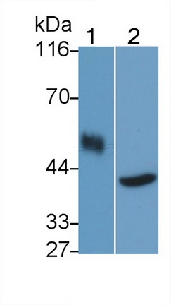 39667