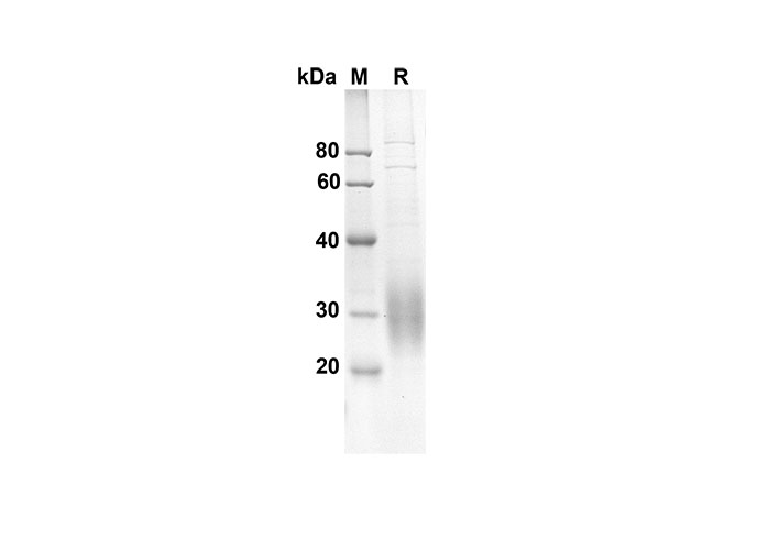 Валидация Elabscience PDMM100088(1058)