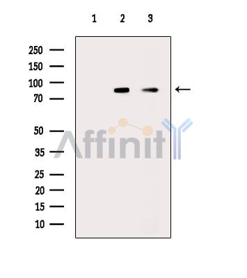 Валидация Affinity DF16053 - 12609