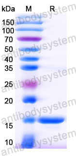 Валидация SDS-PAGE - AntibodySystem RGK33102