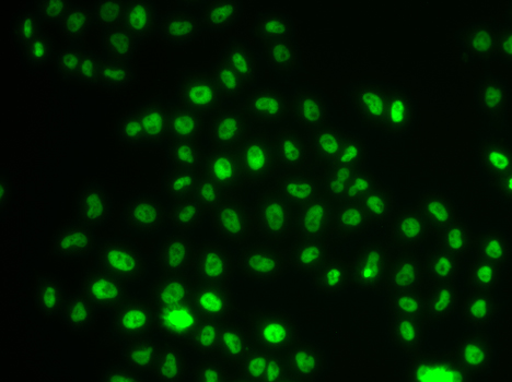 Валидация Elabscience E-AB-61584