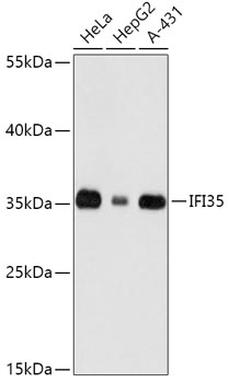 Валидация Elabscience E-AB-66789