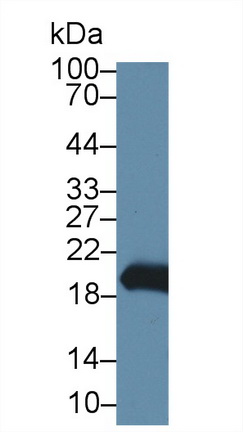 8838