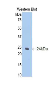 40454