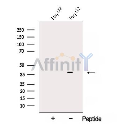 Валидация Affinity DF12819 - 7527