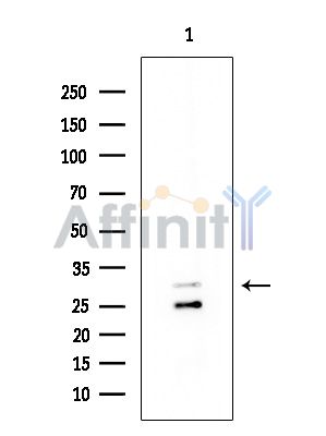 Валидация Affinity DF9026 - 21257