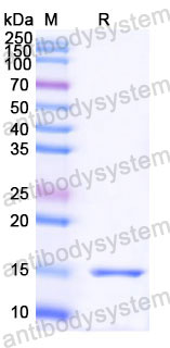 Валидация SDS-PAGE - AntibodySystem RHG62201