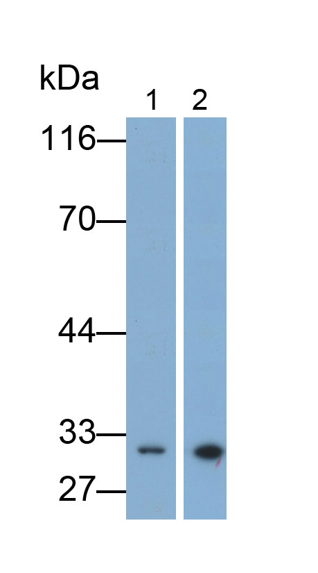 33192