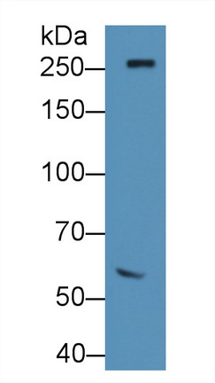 12354