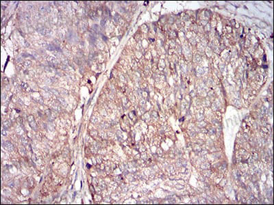 Валидация AntibodySystem RHC02402 (553)