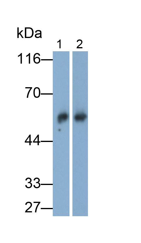 32515