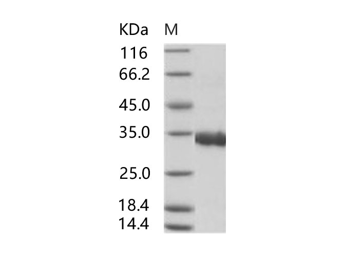Валидация Elabscience PKSV030251(6018)