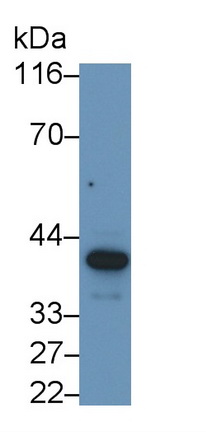 58451