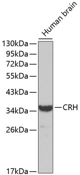 Валидация Elabscience E-AB-65809