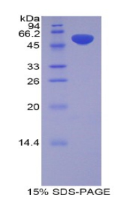 49783