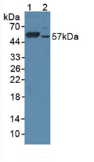 6810