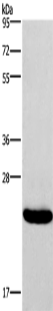 Валидация Elabscience E-AB-16504