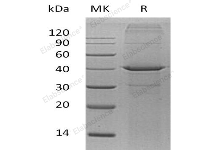 Валидация Elabscience PKSH032673(3107)