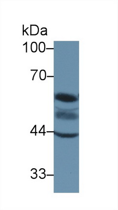 13461