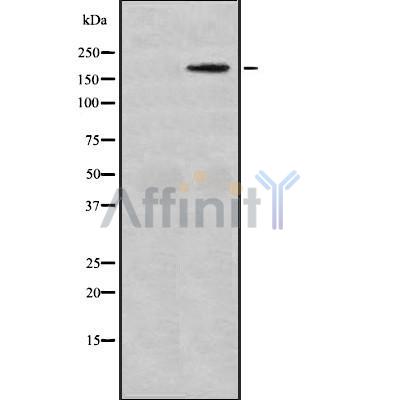 Валидация Affinity DF8892 - 21002