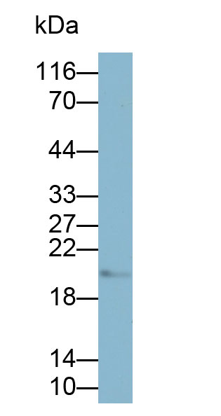 32813