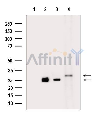 Валидация Affinity DF15974 - 12503