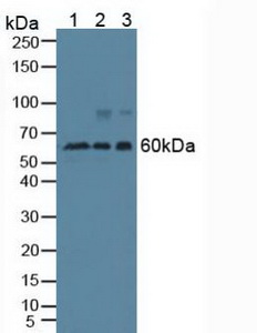5086