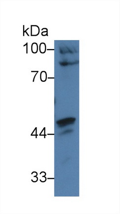 9436