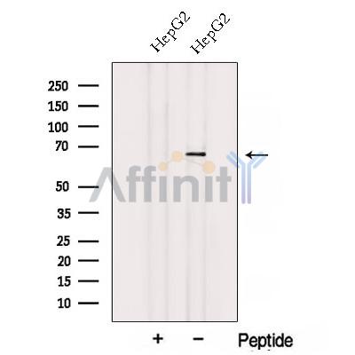 Валидация Affinity DF12808 - 7509