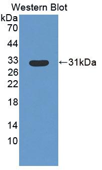 60097
