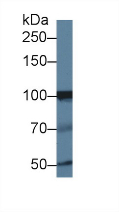 8806