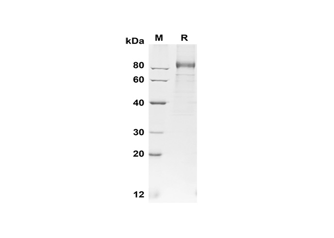 Валидация Elabscience PDMH100332(944)