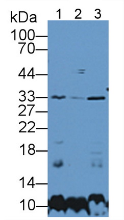 11932