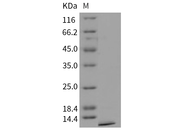 Валидация Elabscience PKSM040754(4726)