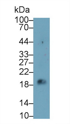 53366