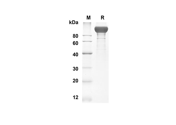 Валидация Elabscience PDMM100104(1074)