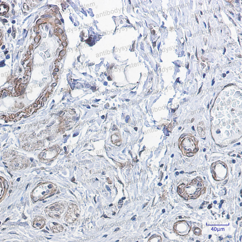 Валидация AntibodySystem RHF48401