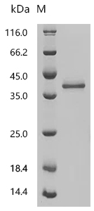 SDS-PAGE