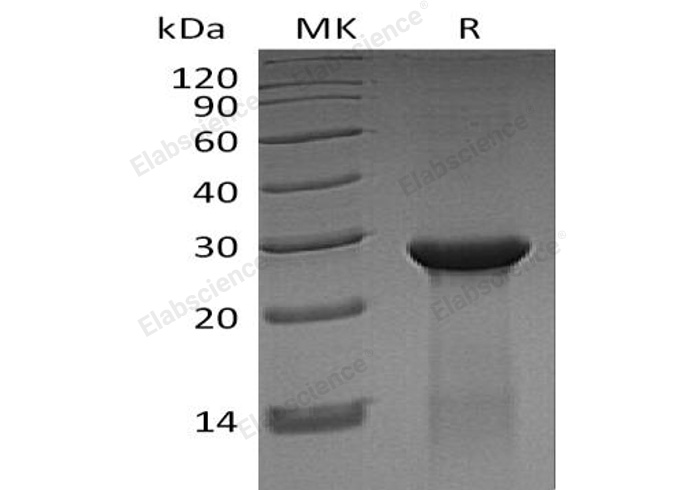 Валидация Elabscience PKSH032070(2619)