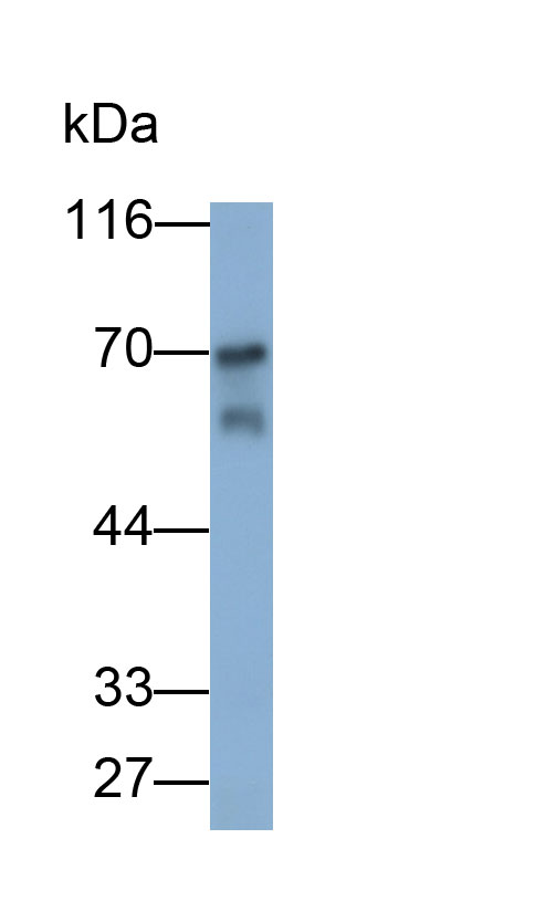 32069