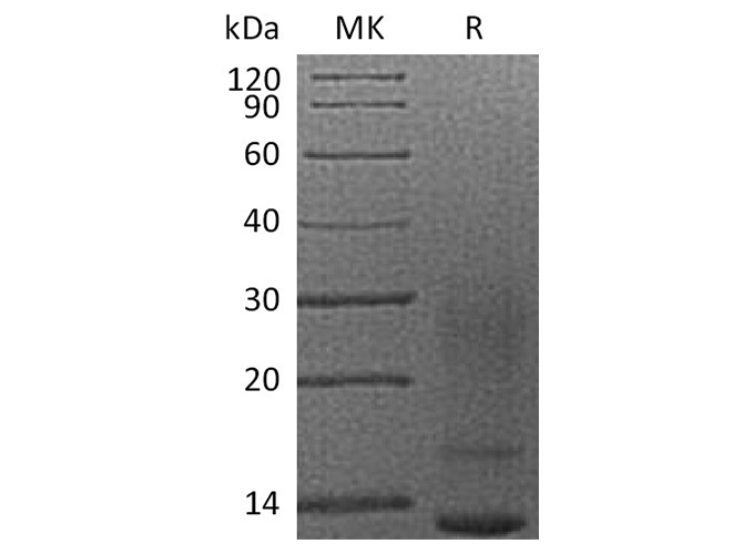 Валидация Elabscience PKSH032617(3058)