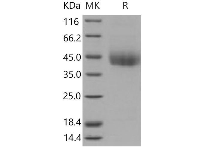 Валидация Elabscience PKSM040789(4756)