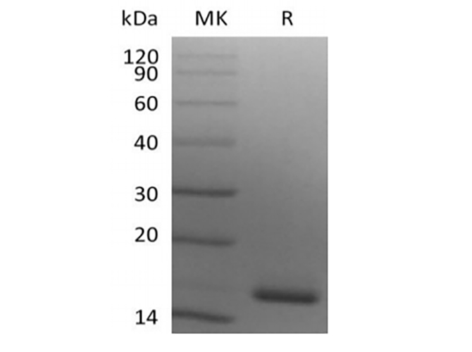 Валидация Elabscience PKSH034054(4284)
