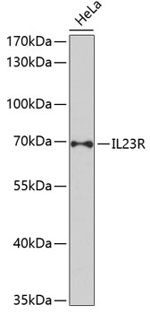 Валидация Elabscience E-AB-66699