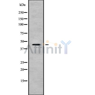 Валидация Affinity DF9262 - 21701