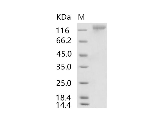 Валидация Elabscience PKSV030109(5887)
