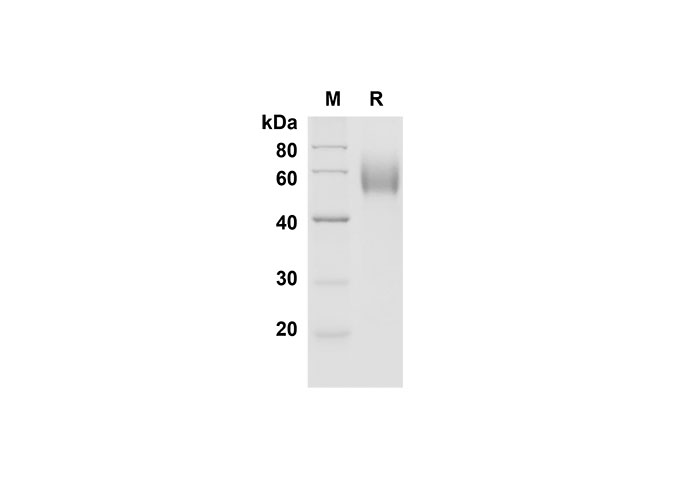 Валидация Elabscience PDMM100135(1095)