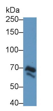 22895