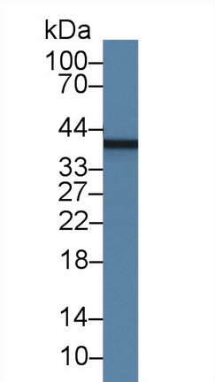 26933